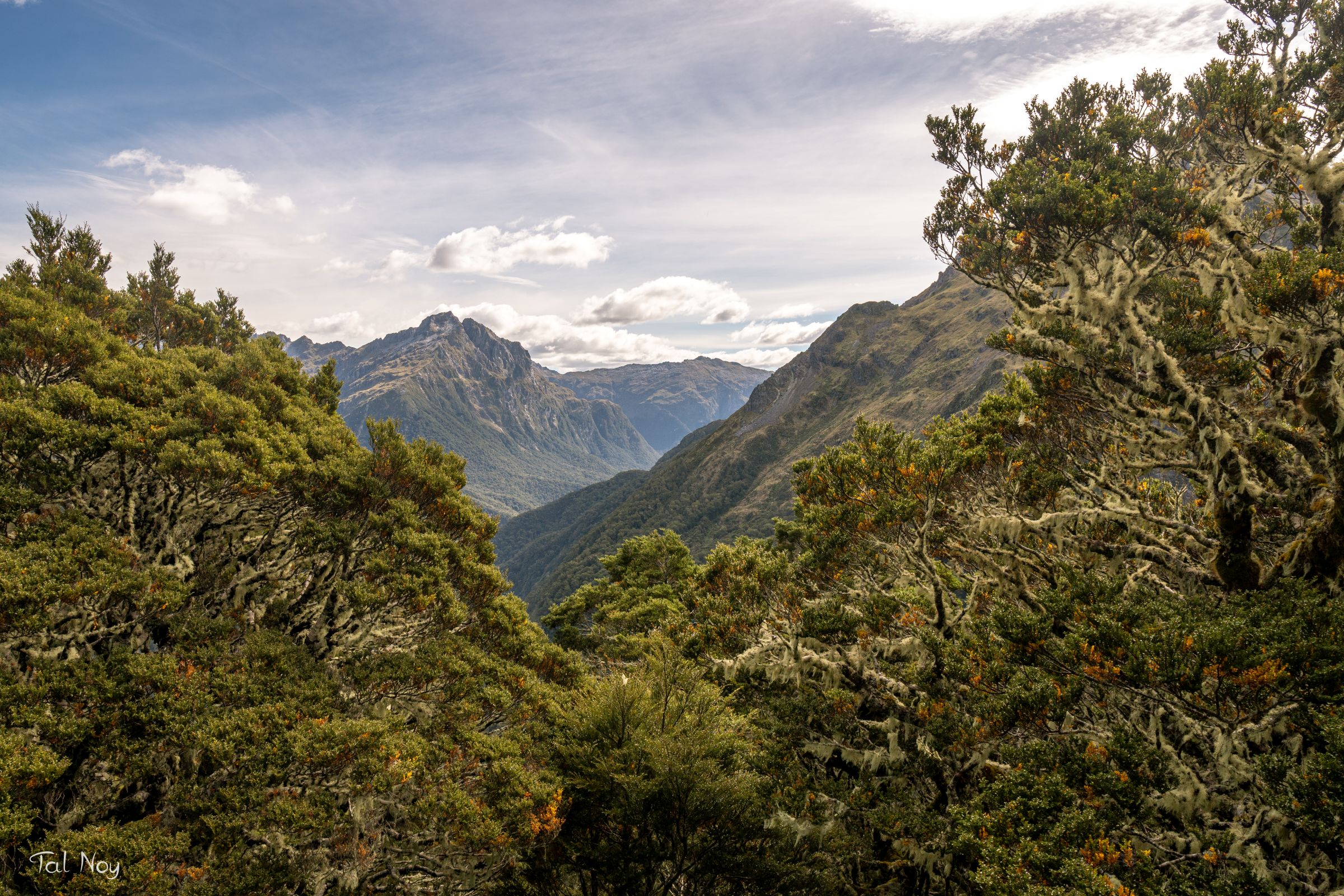 Mountain peaks framed through lichen-draped trees in a wild alpine forest
